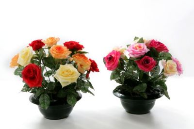 Soleil levant de Roses