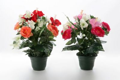 Mélange exotique de Renoncules et d'Hibiscus